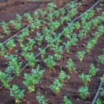 Best Smart Irrigation Systems in 2026 — Automate Your Garden Watering — verified-rank.com