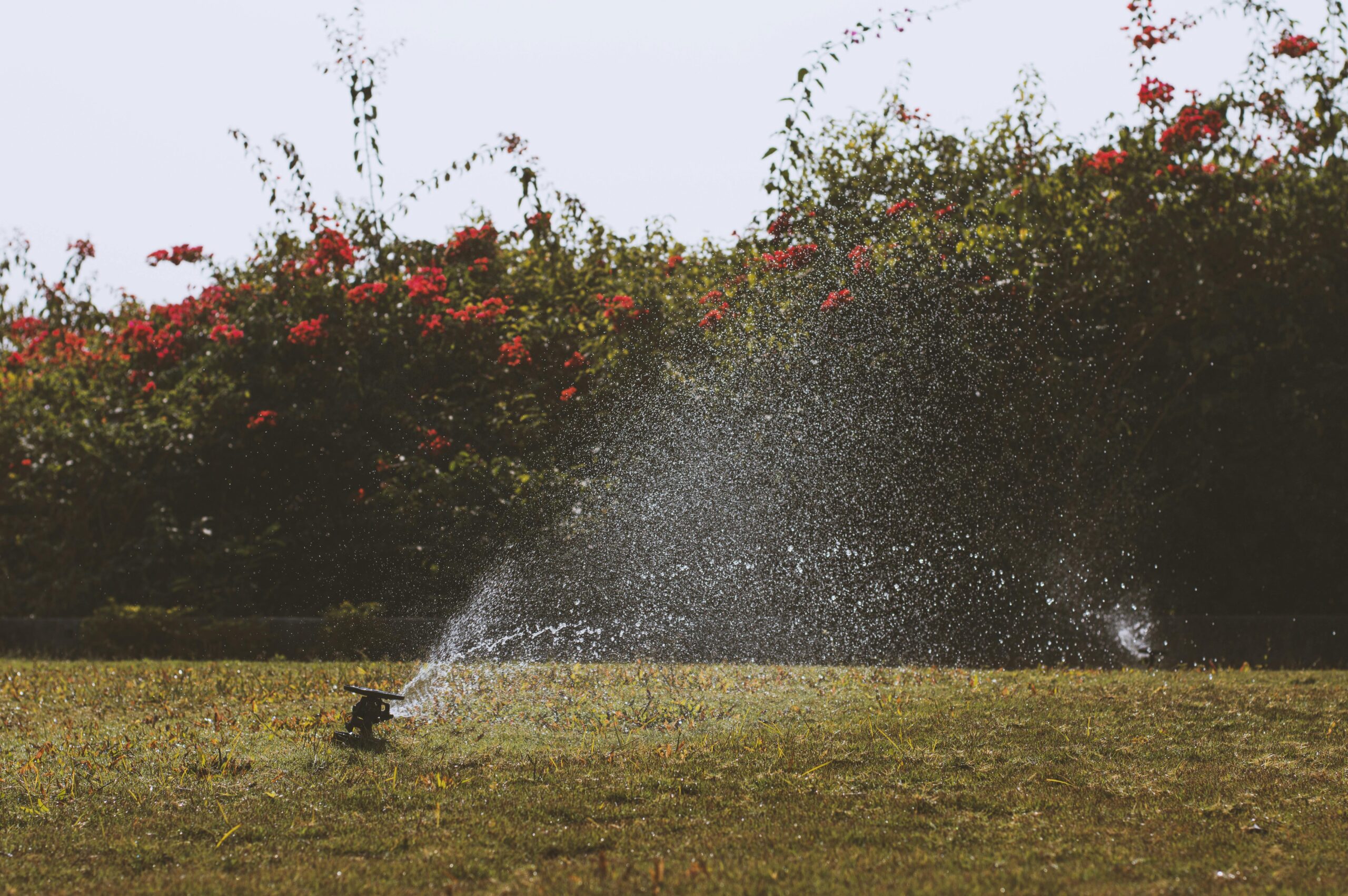 RainBird ST8I smart irrigation system watering a large garden and lawn with multiple zones